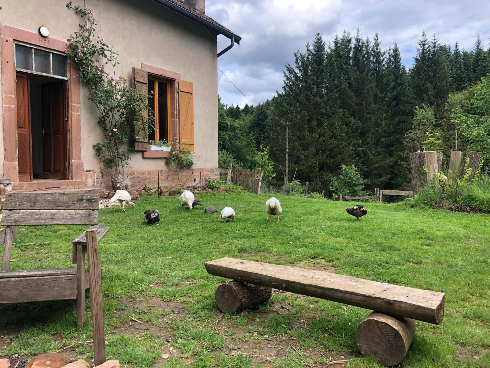 A L'Oree De Soi - Maison Forestiere De La Soie - Eco Gite, Chambres D'Hotes, Camping Au Pied Des Vosges Saint-Sauveur  Екстериор снимка