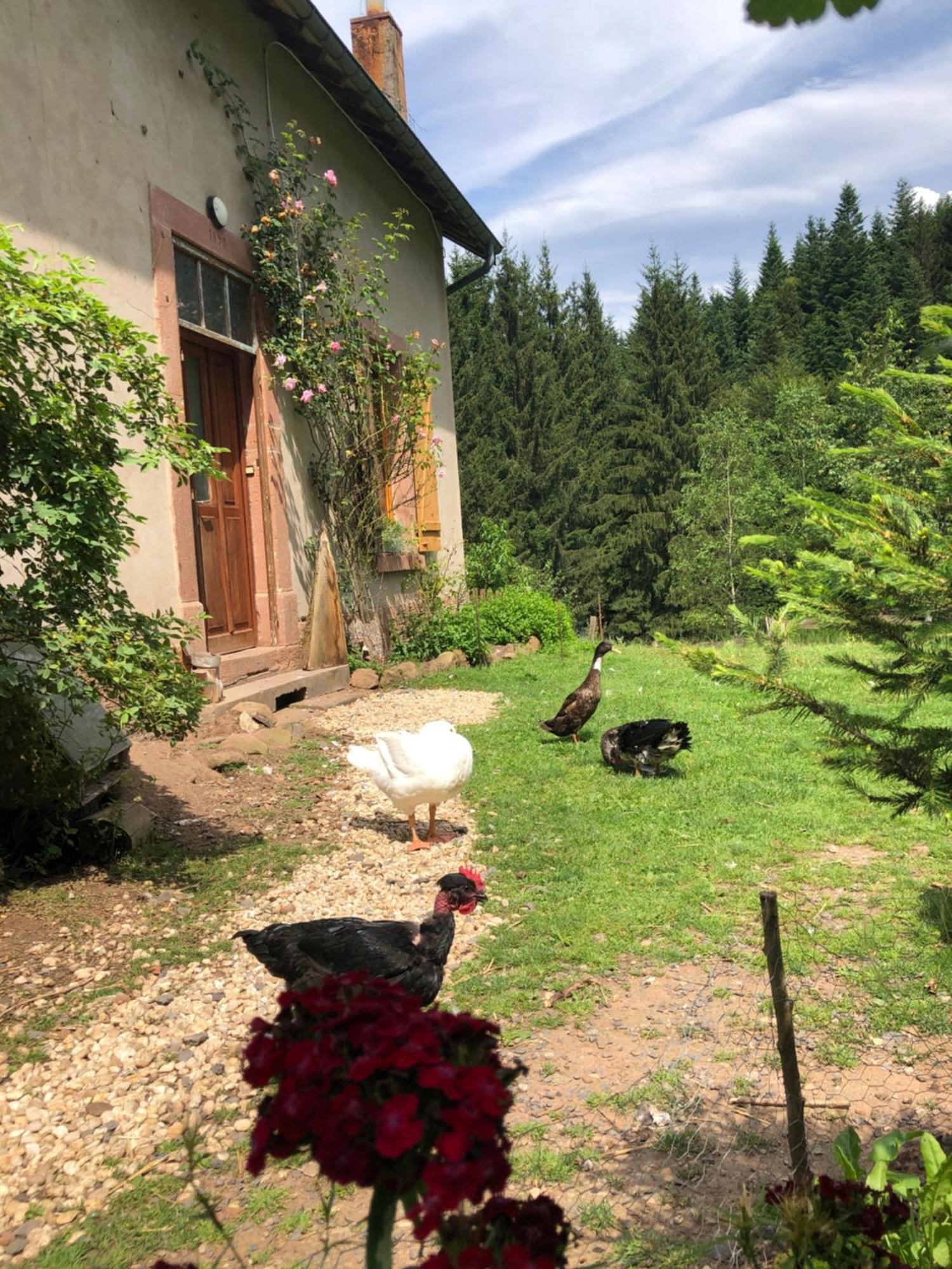 A L'Oree De Soi - Maison Forestiere De La Soie - Eco Gite, Chambres D'Hotes, Camping Au Pied Des Vosges Saint-Sauveur  Екстериор снимка